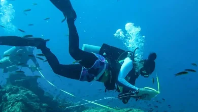 Biología Marina UABCS 2026: Convocatoria Abierta en Línea
