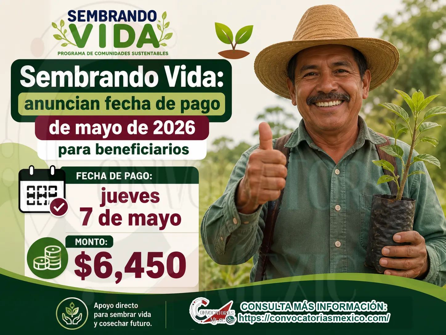 Consulta la Fecha de pago del Programa Sembrando Vida ¡En este mes de mayo recibe 6 mil 450 pesos!