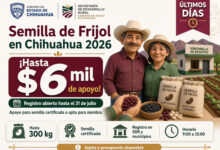 Semilla de Frijol en Chihuahua 2026: apoyo de hasta 6 mil pesos para productores del campo