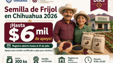 Semilla de Frijol en Chihuahua 2026: apoyo de hasta 6 mil pesos para productores del campo