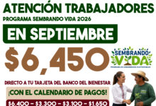 Sembrando Vida septiembre-octubre 2026: esta es la fecha de pago para beneficiarios del programa 12 Sembrando Vida septiembre-octubre 2026: esta es la fecha de pago para beneficiarios del programa