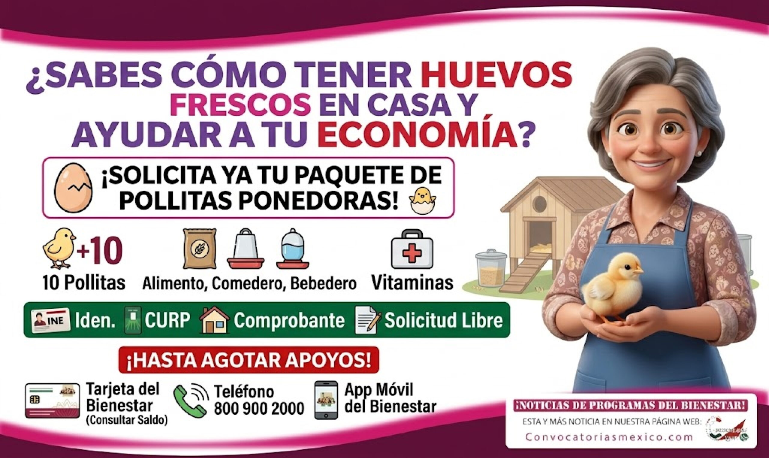 ¡Solicita ya! Pollitas ponedoras 2026: así es el apoyo para mujeres y lo que trae el paquete