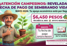 Se revela la fecha de pago de Sembrando Vida: campesinos recibirán $6,450 pesos en mayo 2026