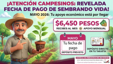 Se revela la fecha de pago de Sembrando Vida: campesinos recibirán $6,450 pesos en mayo 2026