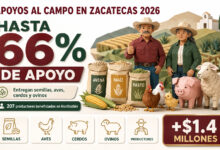 Apoyos al campo en Zacatecas 2026: entregan semillas, aves, cerdos y ovinos con apoyo de hasta 66%