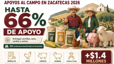Apoyos al campo en Zacatecas 2026: entregan semillas, aves, cerdos y ovinos con apoyo de hasta 66%