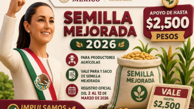 Semilla Mejorada 2026 en Lagos de Moreno: apoyo de hasta $2,500 para productores agrícolas
