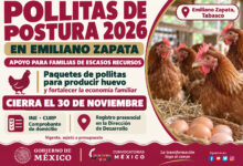 Emiliano Zapata, Tabasco, mantiene el programa Pollitas de Postura 2026 para familias de escasos recursos. Consulta requisitos y fecha límite del 30 de noviembre.