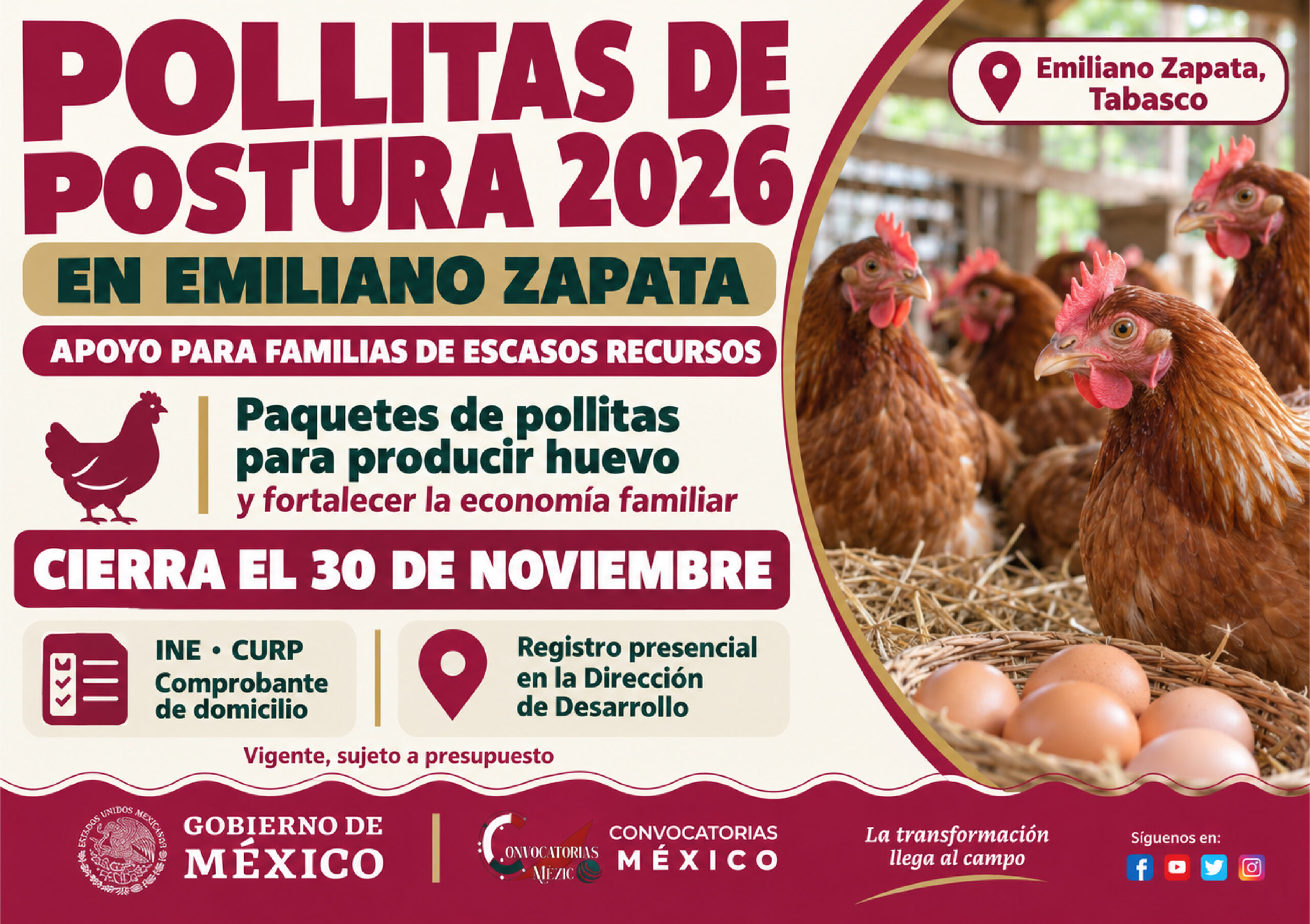 Emiliano Zapata, Tabasco, mantiene el programa Pollitas de Postura 2026 para familias de escasos recursos. Consulta requisitos y fecha límite del 30 de noviembre.
