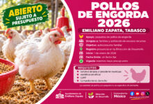 Pollos de Engorda 2026 en Emiliano Zapata: familias de escasos recursos pueden solicitar el apoyo mientras haya presupuesto
