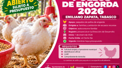 Pollos de Engorda 2026 en Emiliano Zapata: familias de escasos recursos pueden solicitar el apoyo mientras haya presupuesto