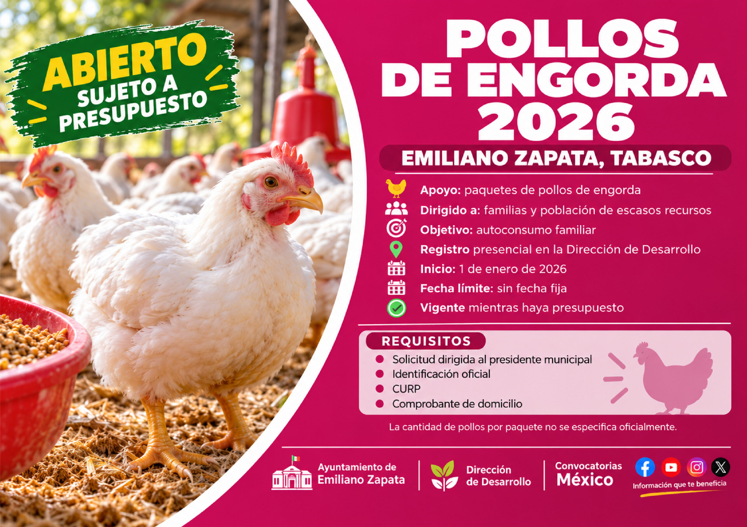 Pollos de Engorda 2026 en Emiliano Zapata: familias de escasos recursos pueden solicitar el apoyo mientras haya presupuesto