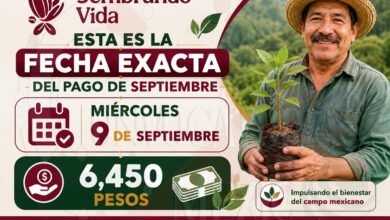 Sembrando Vida: Esta es la fecha en la que se otorgara los 6 mil 450 pesos en este mes de septiembre