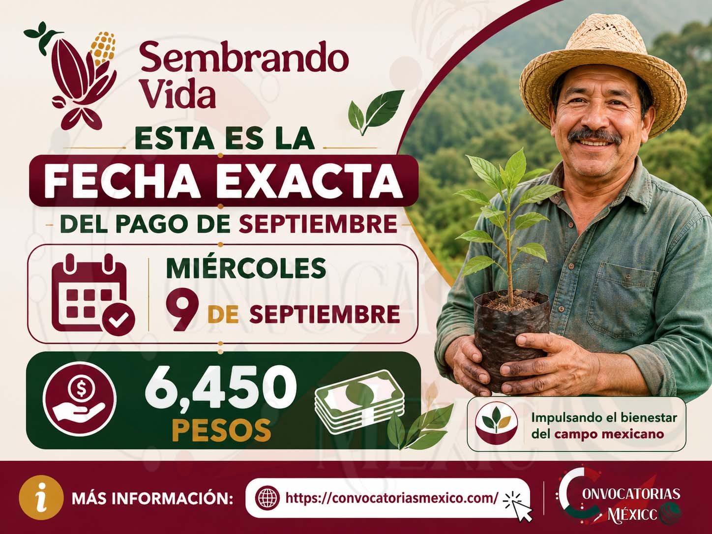 Sembrando Vida: Esta es la fecha en la que se otorgara los 6 mil 450 pesos en este mes de septiembre