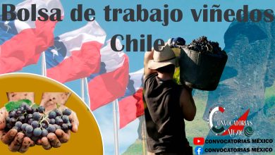 Bolsa de trabajo viñedos Chile