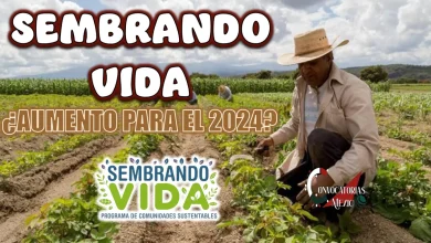 CONOCE EL MONTO PARA ESTE 2024 DEL PROGRAMA SEMBRANDO VIDA 
