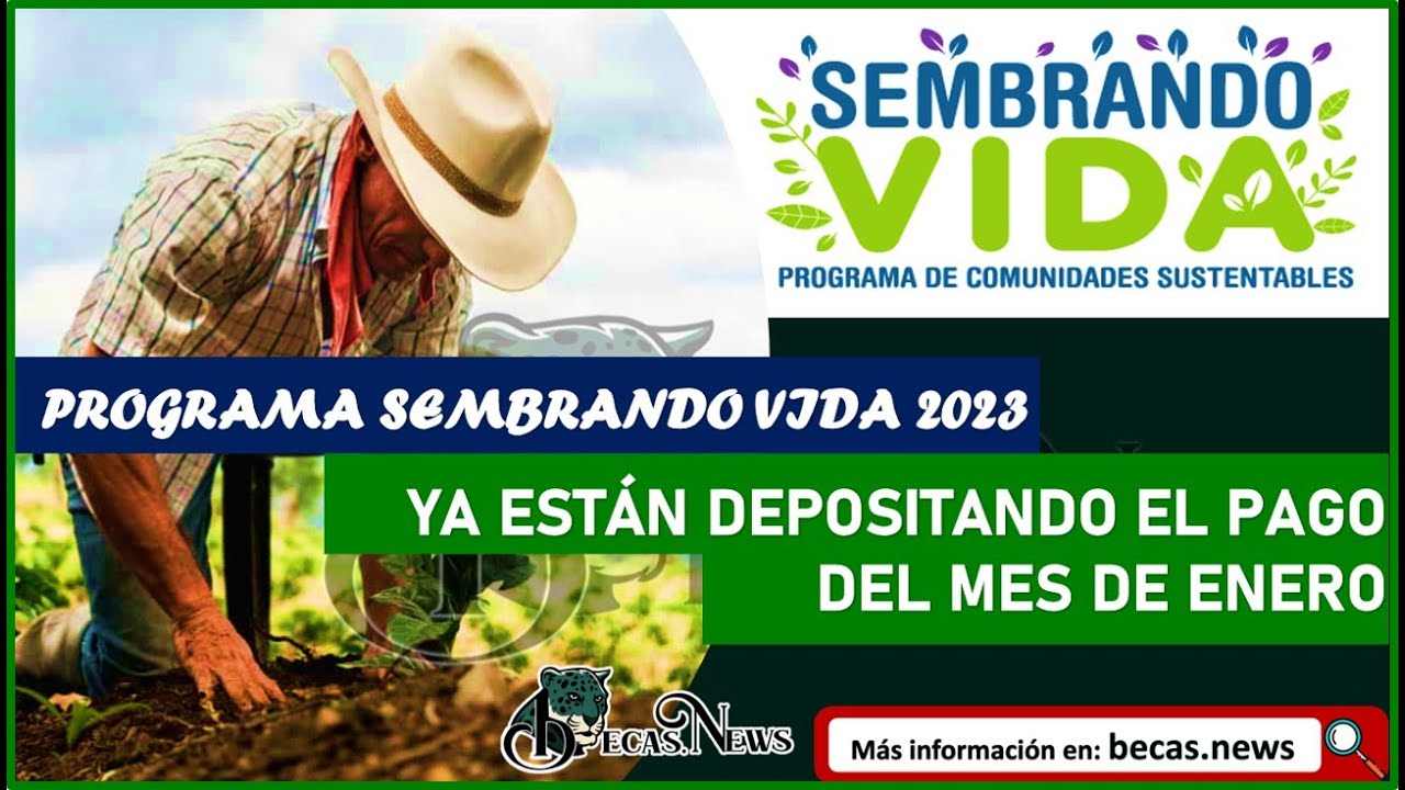 🚨 SEMBRANDO VIDA 💰 6 mil 🤑 Ya estan DEPOSITANDO el primeri PAGO beneficiarios del PROGRAMA